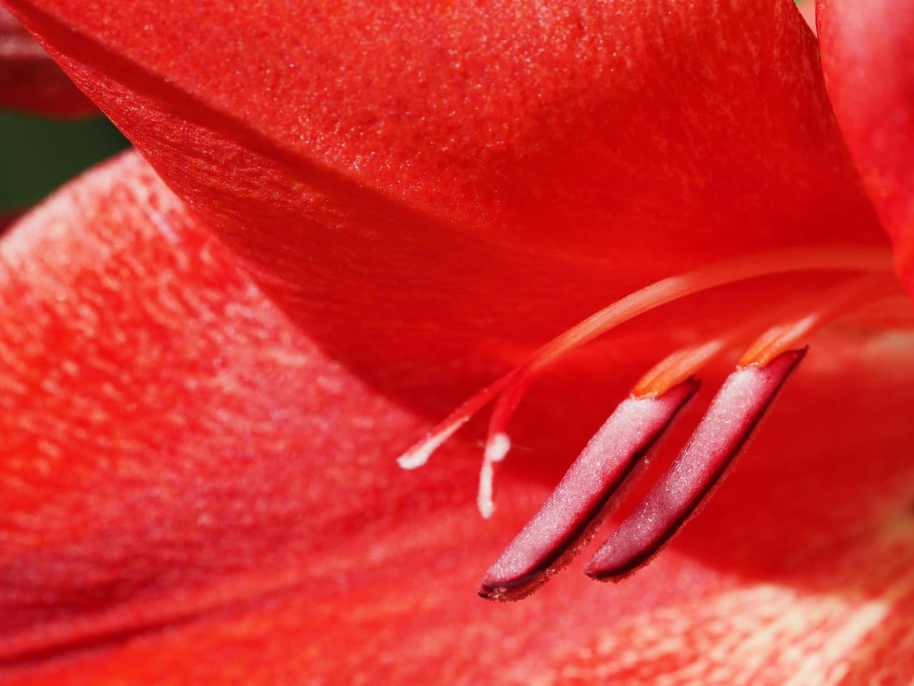 Fleurs du mois d'août : le jardin à son sommet