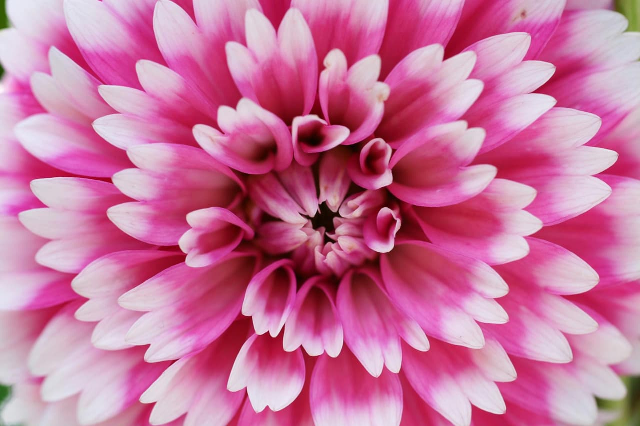 Fleurs d'octobre en Suisse: que choisir avant les premières gelées?