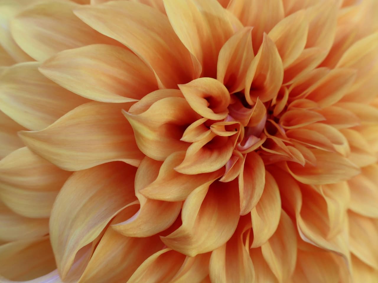 Fleurs de septembre en Suisse: quelles variétés de saison choisir?